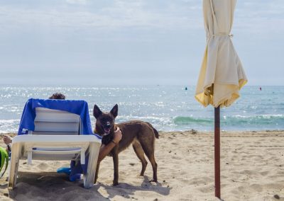 Playa de Aguamarga, playa dog-friendly