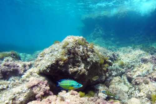 La Cantera. Isla de Tabarca 6